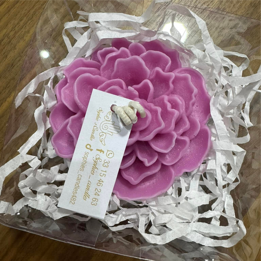 Suculenta en cajita de acetato