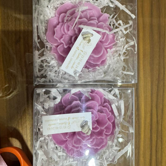 Suculenta en cajita de acetato